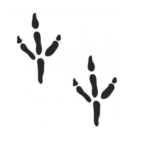 Ślady kruka 2DT10 Ślady kruka 2DT10