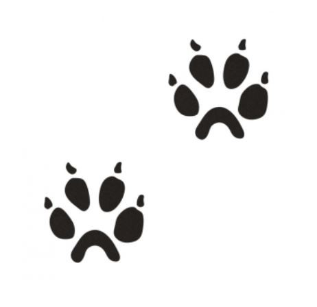 Ślady lisa 2DT09 Ślady lisa 2DT09